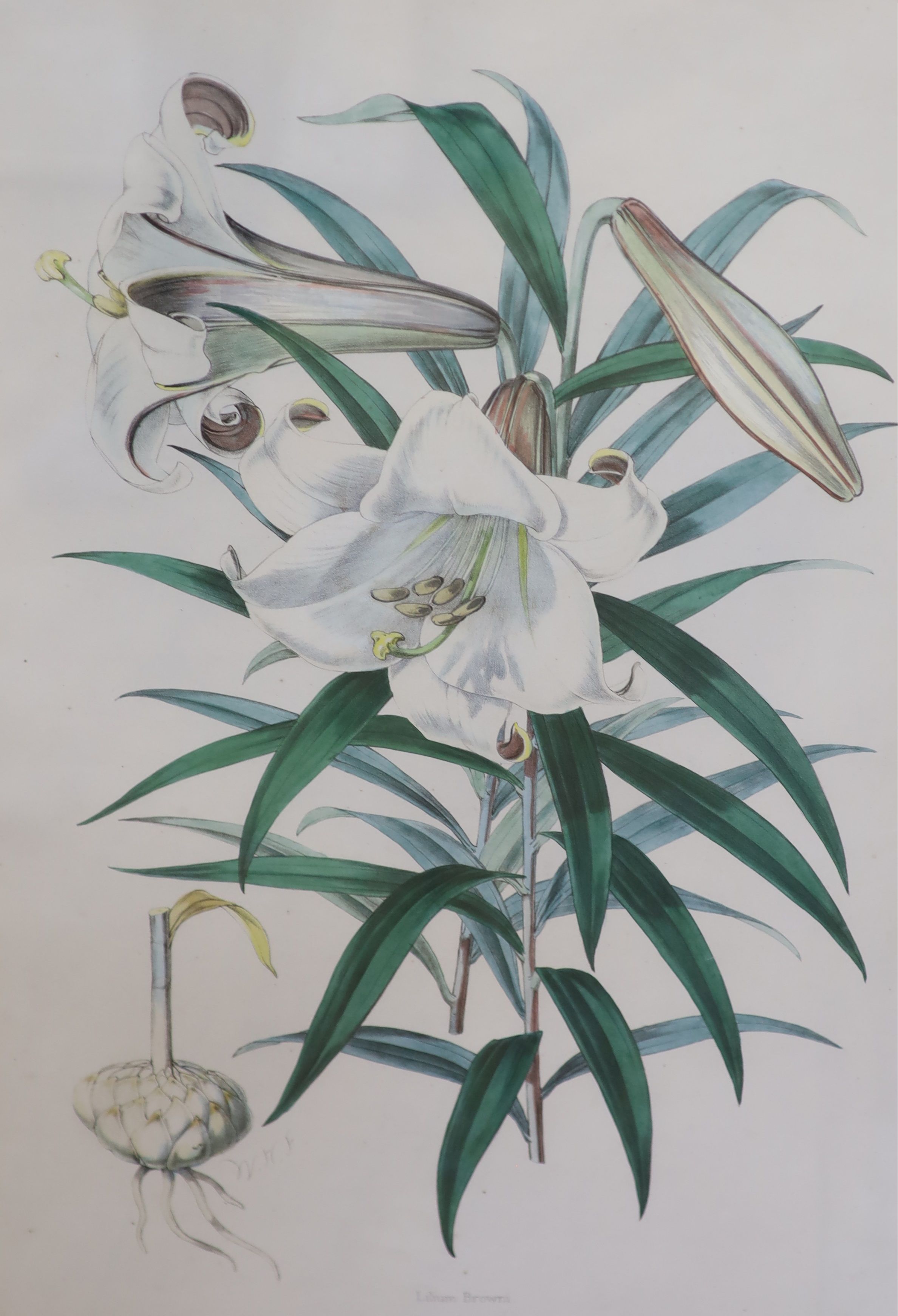 A set of six hand coloured botanical prints of lilies, 53 x 36cm